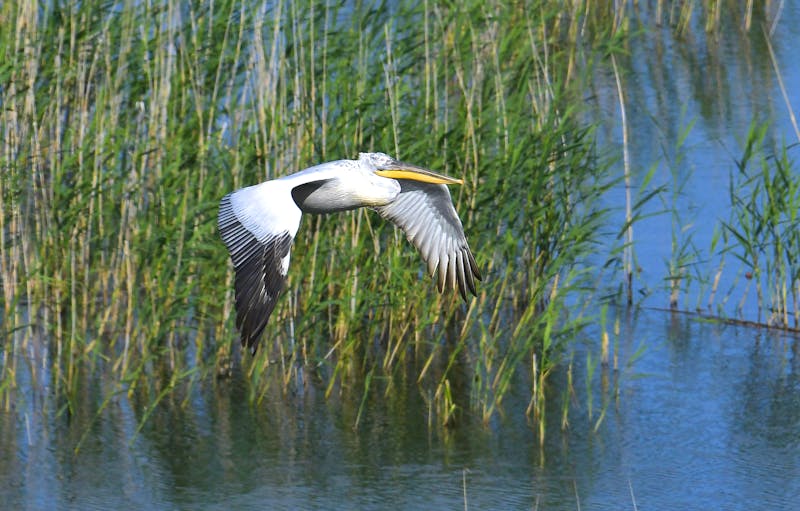 Pelikan am Prespa-See - ©Bemmy Trapp - Adobe Stock