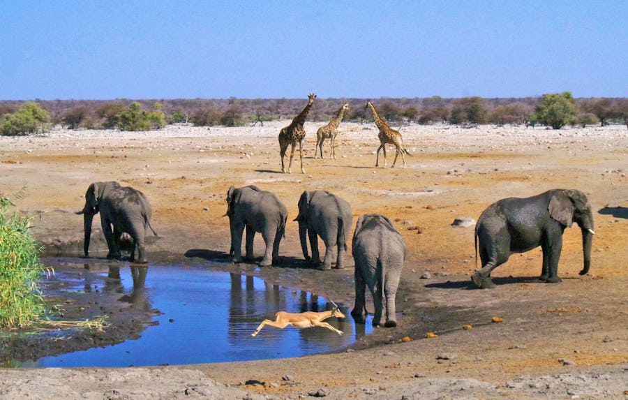 Safari im Etosha Nationalaprk – © Eberhardt TRAVEL - Annett Müller