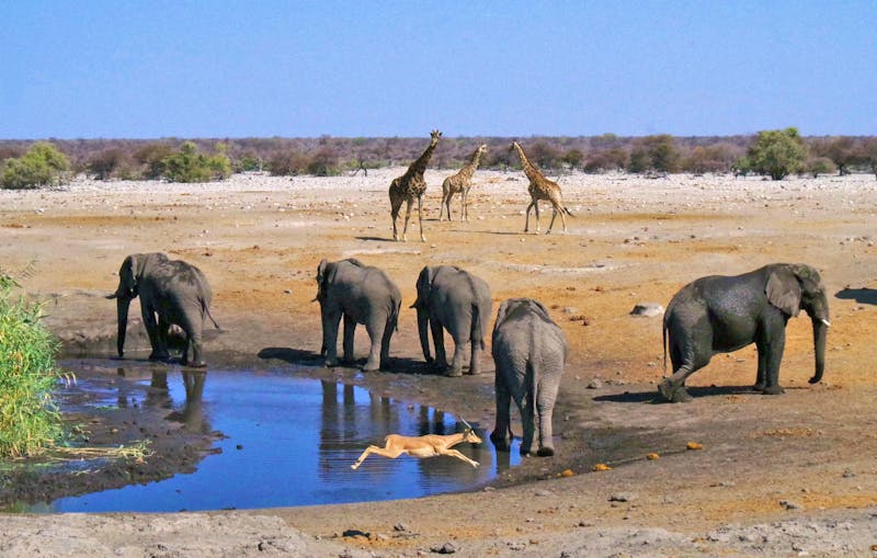 Safari im Etosha Nationalaprk - ©Eberhardt TRAVEL - Annett Müller