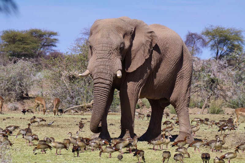 Elefant im Mount Etjo Wildreservat - ©Eberhardt TRAVEL - Annett Müller