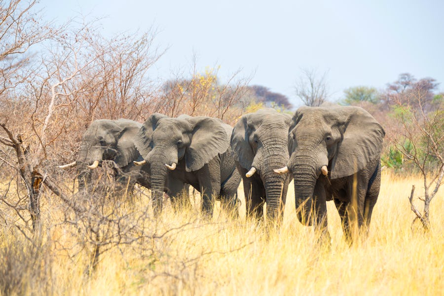 Elefanten in Mahango Nationalpark - Caprivi – © ©hannesthirion - stock.adobe.com