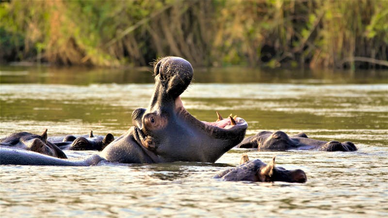 Flusspferde im Okavango Fluss - ©©Daniel - stock.adobe.com