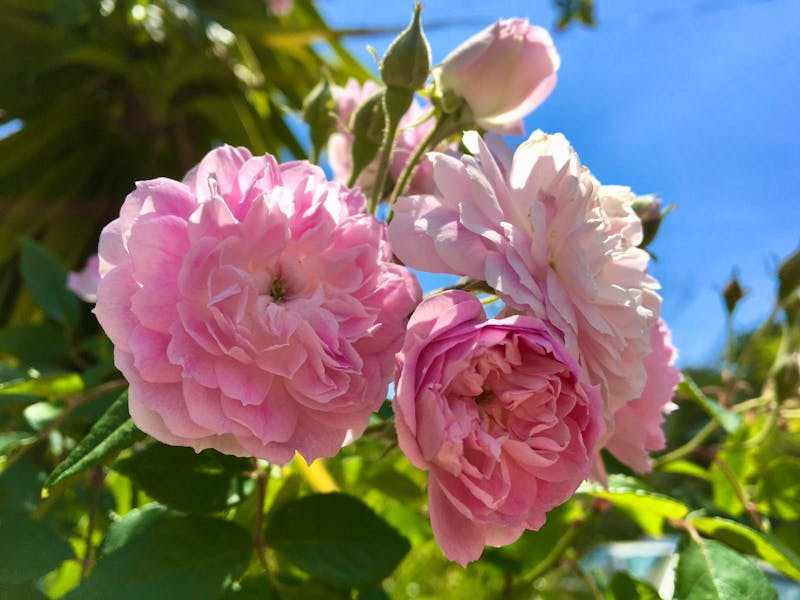 Blumen im Monchique-Gebirge - ©Eberhardt TRAVEL