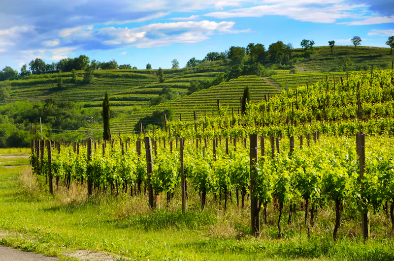 Weinanbau in Friaul-Julisch Venetien - &copy;©Comugnero Silvana - stock.adobe.com