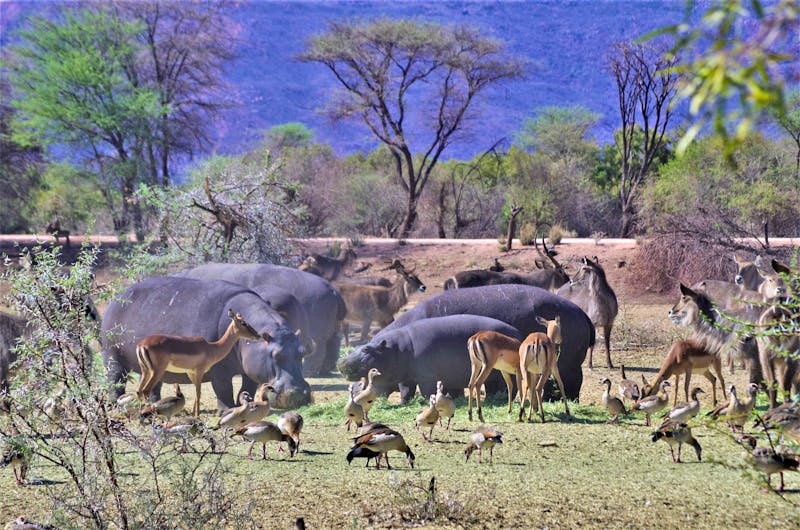 Safari im Mount Etjo Wildreservat - ©Eberhardt TRAVEL - Annett Müller