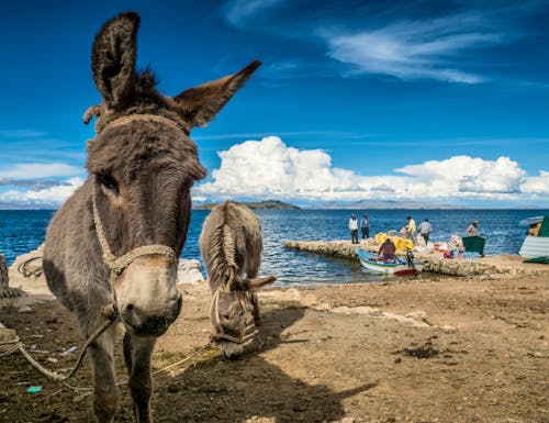 Südamerika – Esel am Titicaca-See an der Grenze zwischen Peru und Bolivien – © schame87 - stock.adobe.com