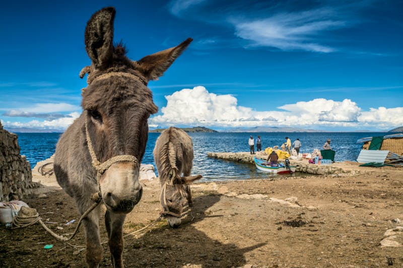 Südamerika – Esel am Titicaca-See an der Grenze zwischen Peru und Bolivien - ©schame87 - stock.adobe.com