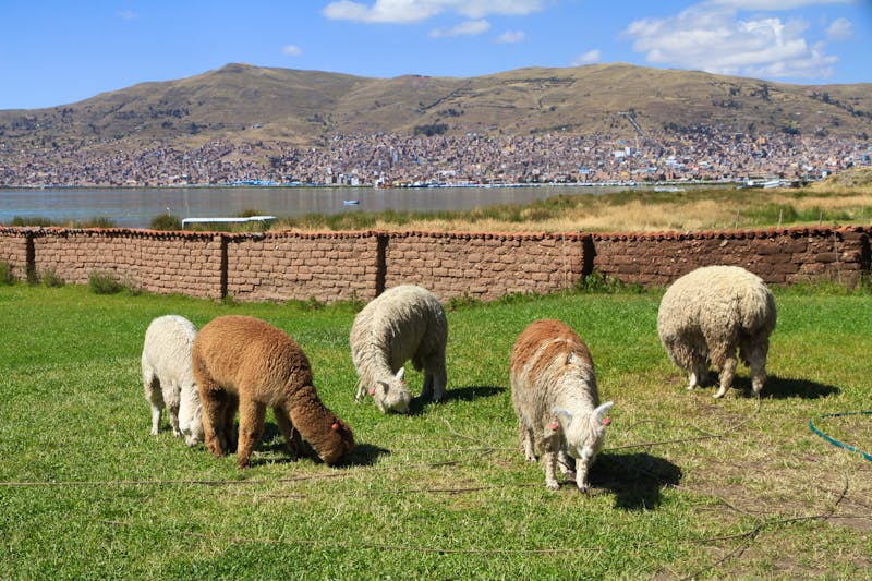 Peru – Alpakas am Titicaca-See in Puno - ©Rolf Langohr - stock.adobe.com