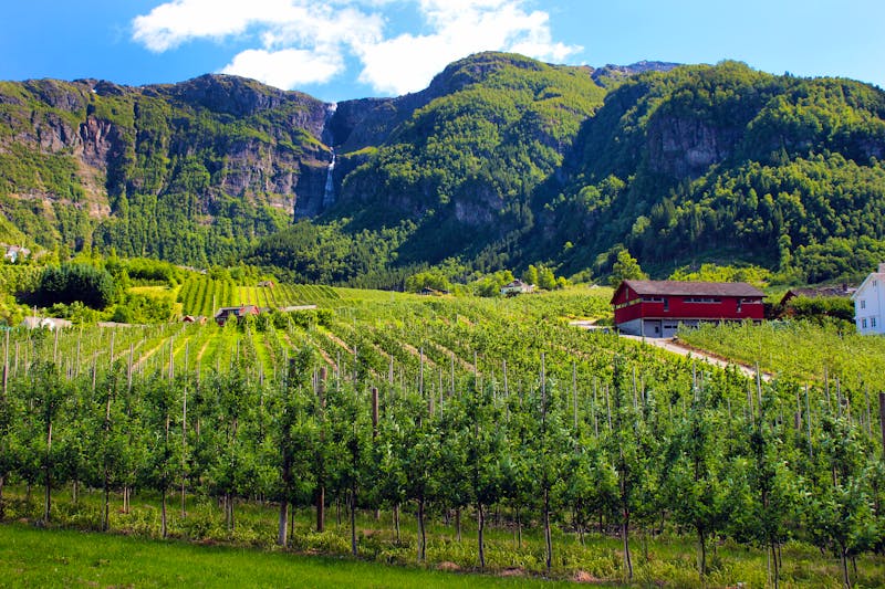 Obstanbau in der Hardanger Region - ©©aquatarkus - stock.adobe.com