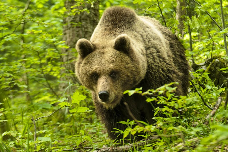 Braunbär - ©©Goran - stock.adobe.com