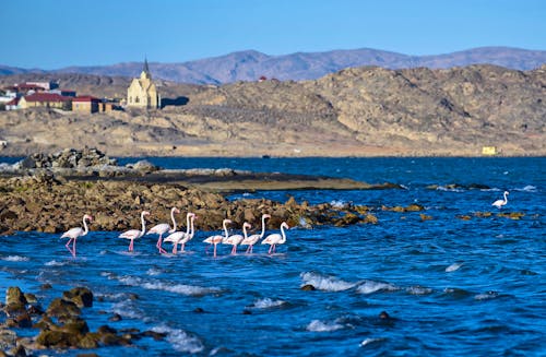 Flamingos in Lüderitz &ndash; &copy; ©Johann - stock.adobe.com