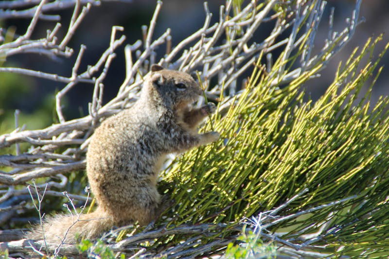 Am Grand Canyon Nationalpark - ©Eberhardt TRAVEL - Jacob Spangenberg