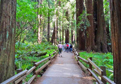 Wanderung im Muir Woods Nationalpark &ndash; &copy; Eberhardt TRAVEL - Ralf Mehnert