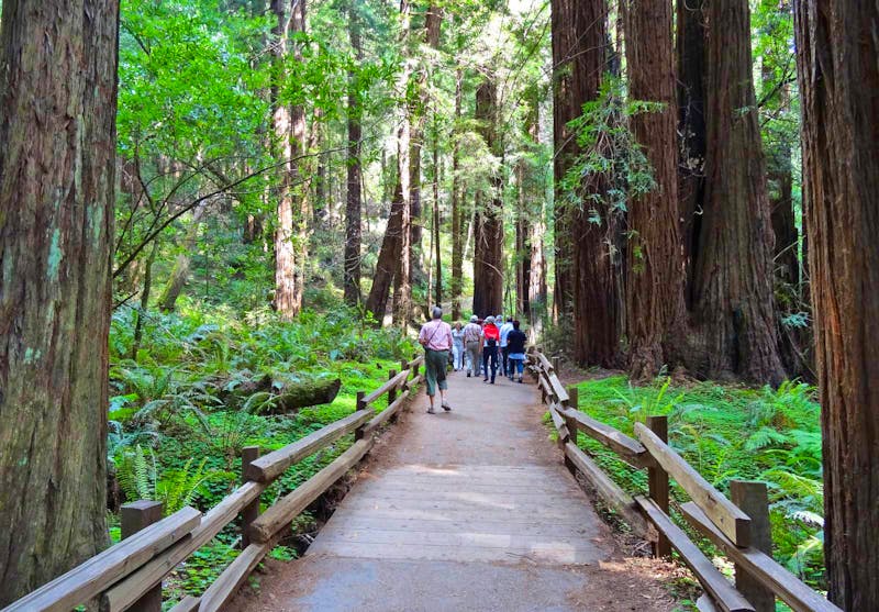 Wanderung im Muir Woods Nationalpark - ©Eberhardt TRAVEL - Ralf Mehnert