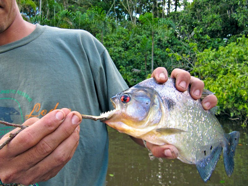 Piranha-Angeln am Amazonas - ©Eberhardt TRAVEL
