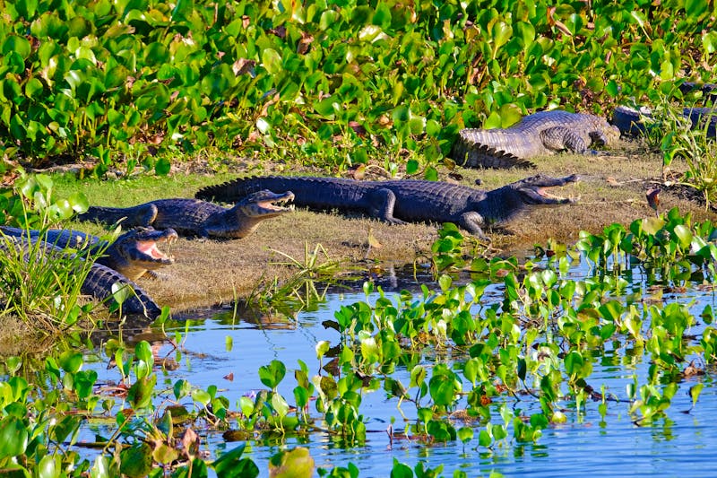 Kaimane im Pantanal - Brasilien - ©©reisegraf - stock.adobe.com