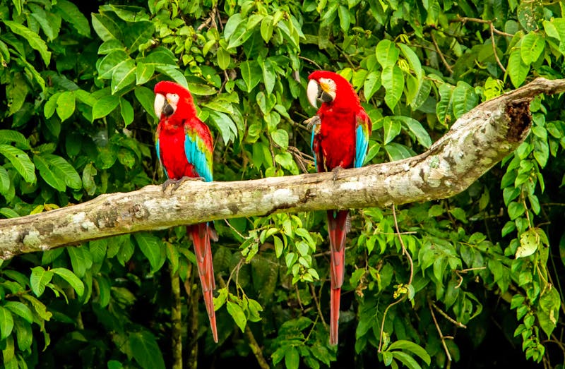 Papageien im Amazonas-Gebiet - ©©Ji - stock.adobe.com