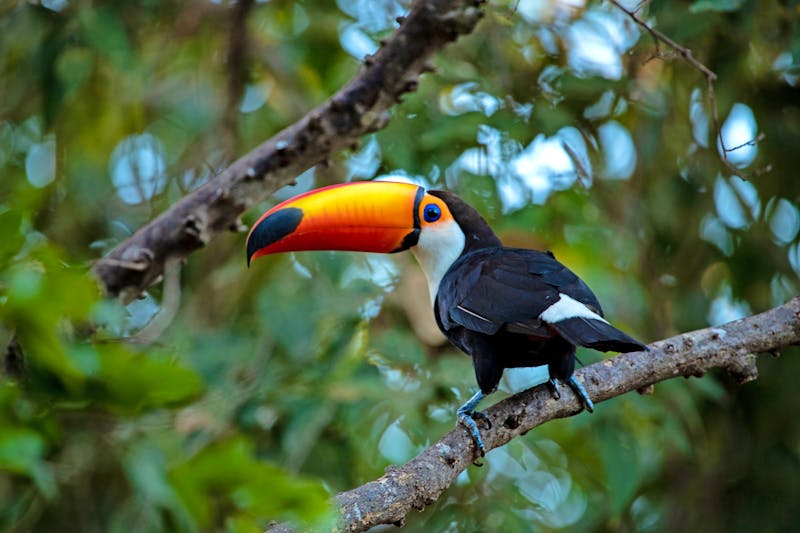 Tukan im Amazonas-Regenwald - ©©Waldemar Seehagen - stock.adobe.com