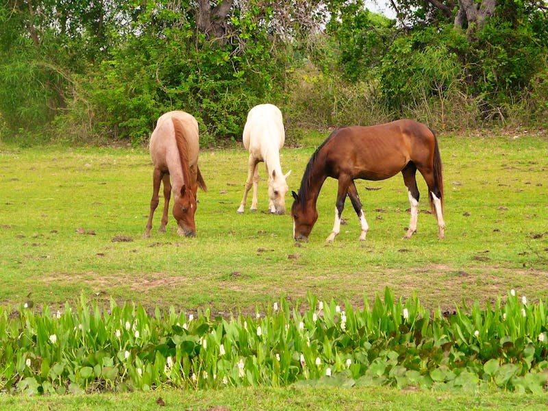 Pantanal - Pousada Aguape - ©Eberhardt TRAVEL