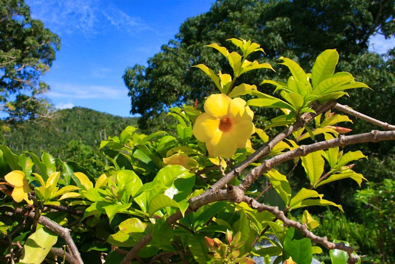 Blüte beim Bergdorf Las Terrazas - ©Eberhardt TRAVEL