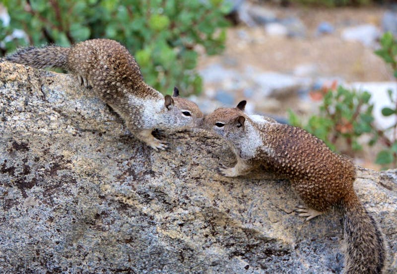 Felsenhörnchen im Yosemite-Nationalpark - ©Eberhardt TRAVEL - Kristin Weigel