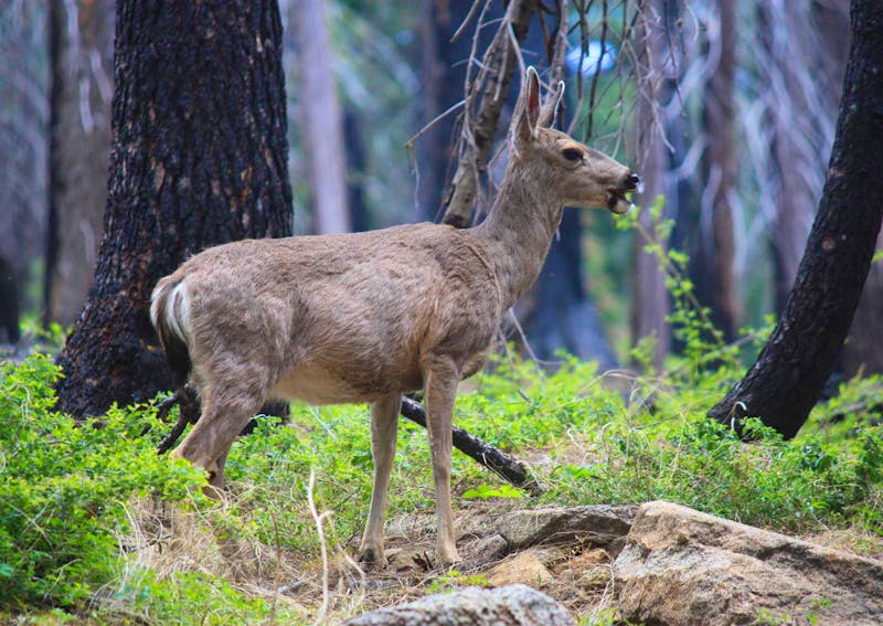 Reh im Yosemite Nationalpark - ©Eberhardt TRAVEL