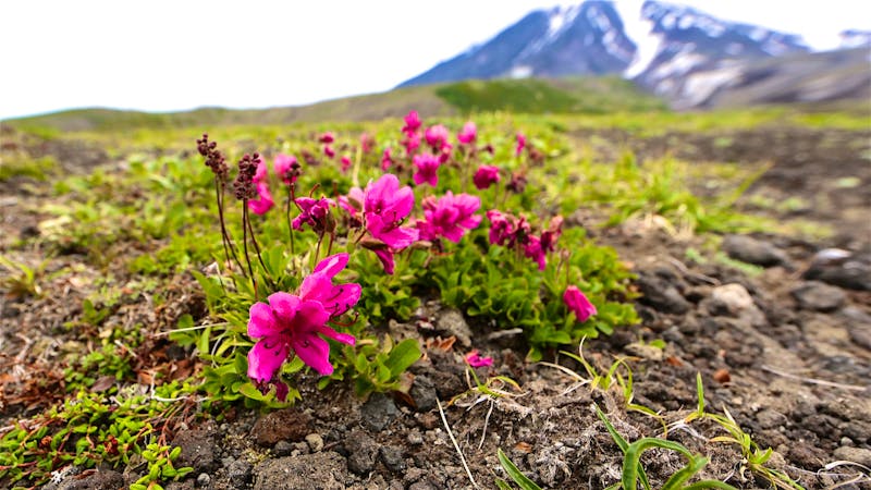 Blütenpracht am Vulkan Awatscha auf Kamtschatka - ©Gernod Loose für Eberhardt TRAVEL