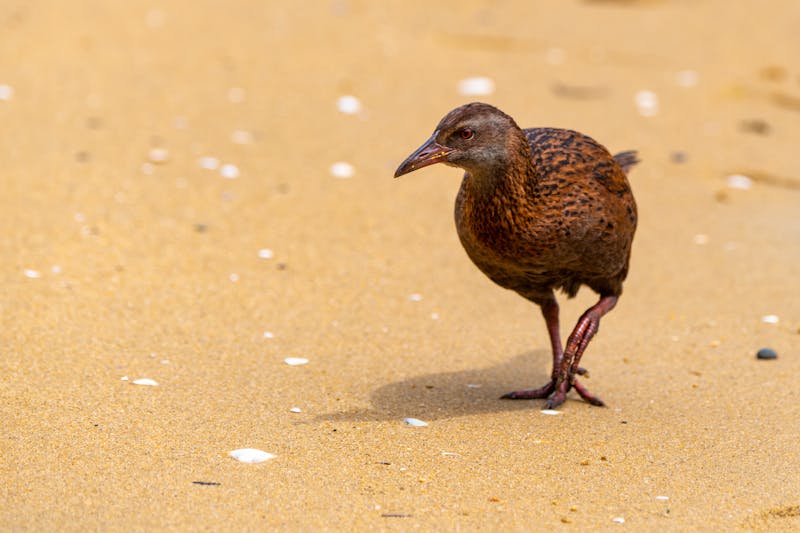A Stewart Island Weka Patrolling the Beach - ©Kerry Hargrove - stock.adobe.com