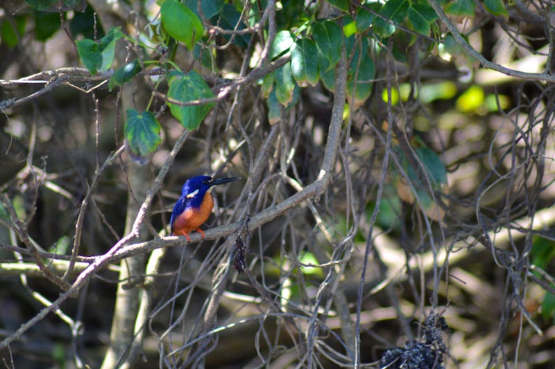 Bootsfahrt auf dem Daintree River (11) - ©Laura Wonneberger