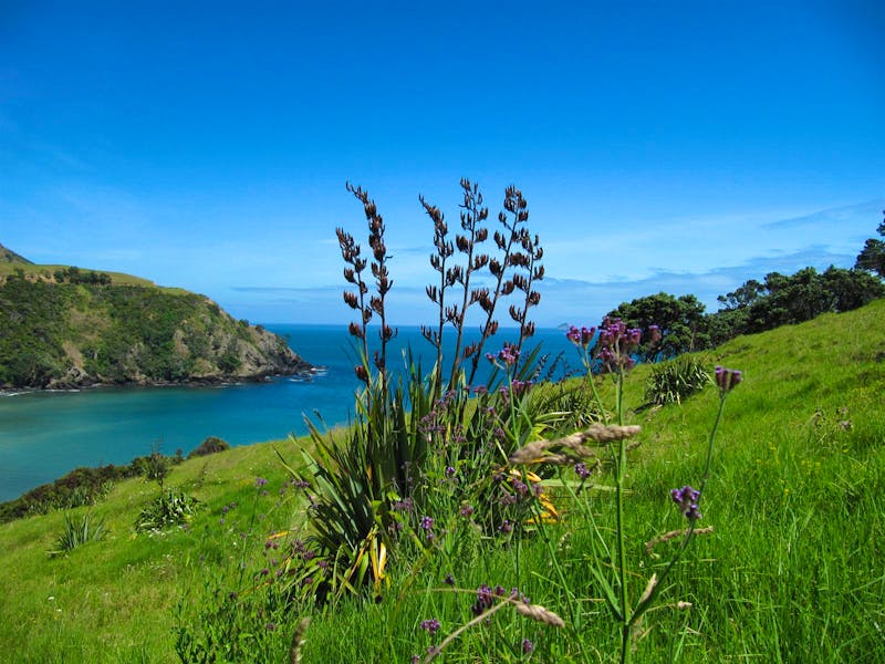 New Zealand Flax - ©Anna Stiebing