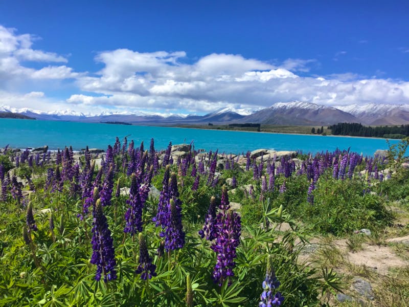 Lake Tekapo Neuseeland - ©Sabine Letzybyll