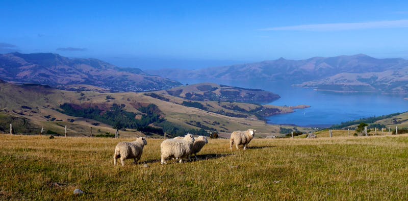 Banks Peninsula - ©Anna Stiebing