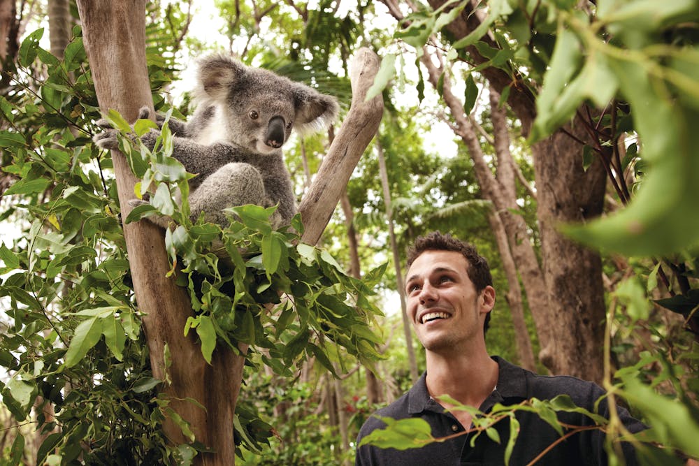 Koala Queensland &ndash; &copy; Tourism Australia