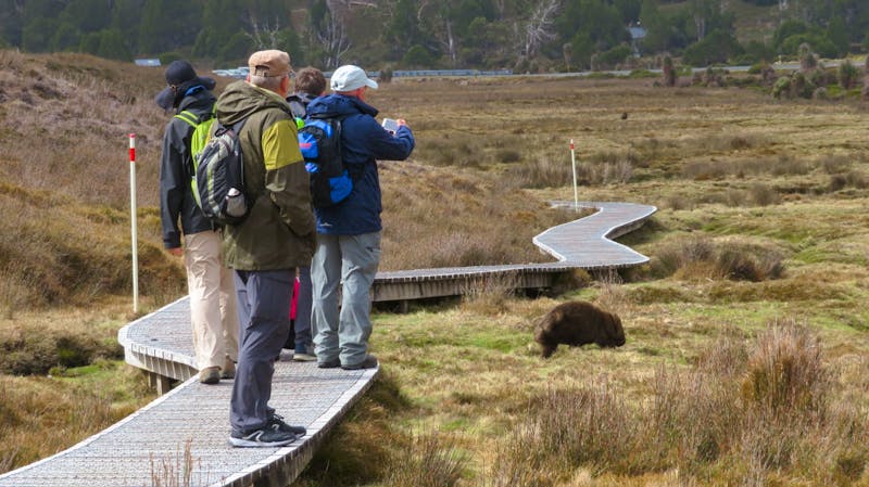 Begegnung mit Wombats, Tasmanien - ©Anna Stiebing