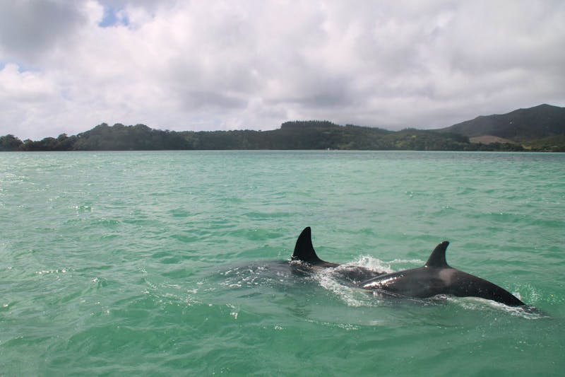 Bay of Islands - Whalewatching Tour - ©Jacob Spangenberg