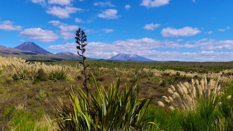 Tongariro-Nationalpark - ©Frank Nimschowski