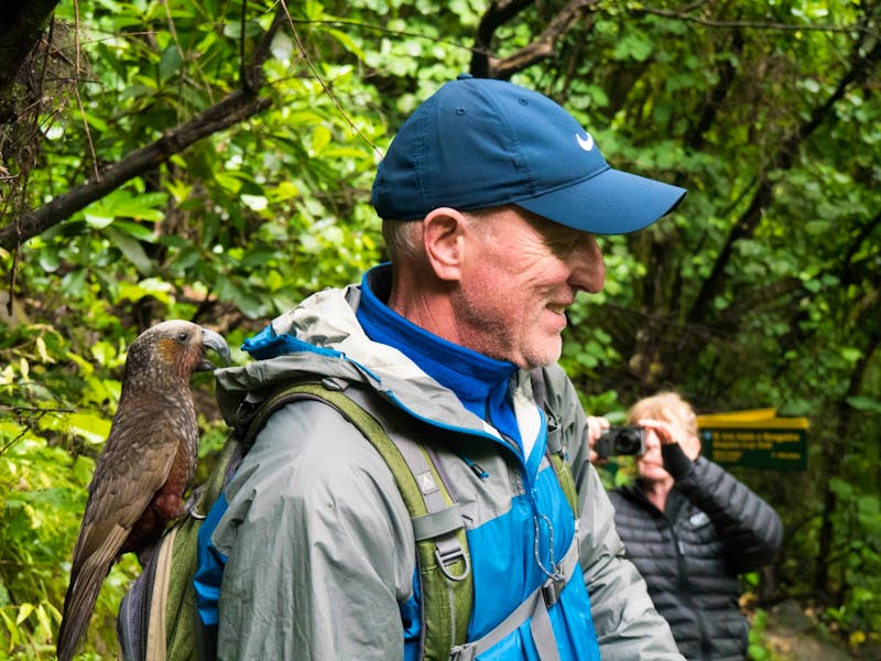  frecher Kaka auf Kapiti Island - Reiseleiter Bernd - ©Anna Stiebing