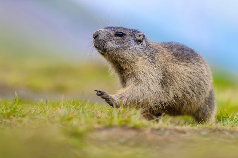 Murmeltier in den Alpen - ©©artepicturas - stock.adobe.com