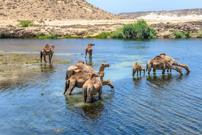 Dromedare im Wadi Darbat - ©©kamillok - stock.adobe.com