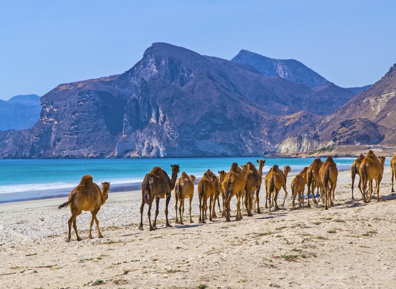 Kamele an der Westküste von Salalah - ©©jbphotographylt - stock.adobe.com