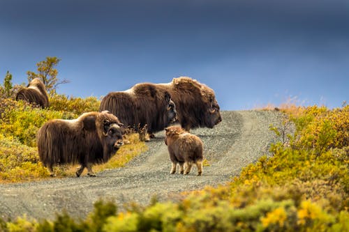 Moschusochsen im Dovrefjell &ndash; &copy; ©Milert Photography - stock.adobe.com