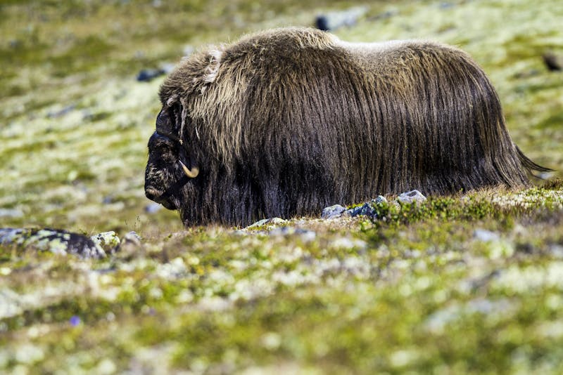 Moschusochse im Grimsdalen Gebiet - ©©trattieritratti - stock.adobe.com
