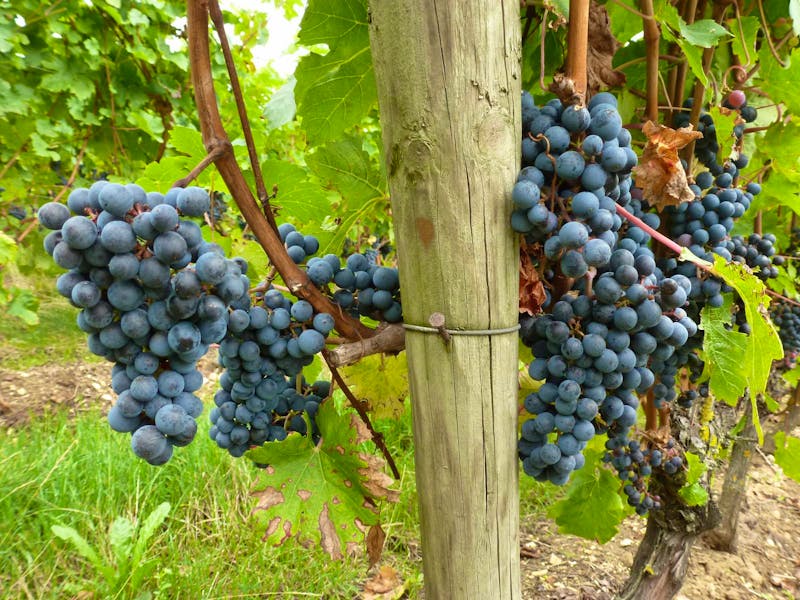Weinreben bei Saumur - ©Betina Marinow - Eberhardt TRAVEL