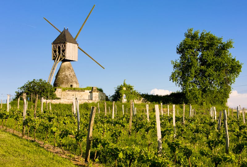 Windmühle und Weinfelder bei Montsoreau - ©©Richard Semik - stock.adobe.com