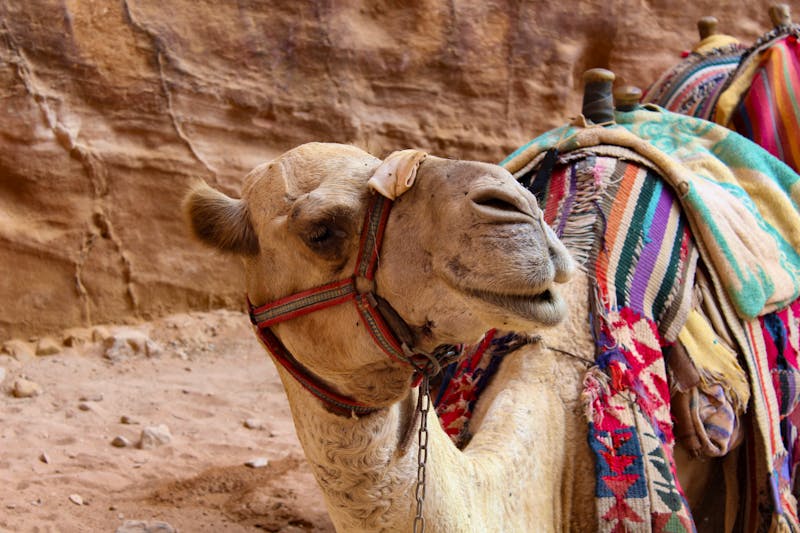 Kamel an der Felsenstadt Petra in Jordanien - ©Eberhardt TRAVEL - Vivien Fiedler