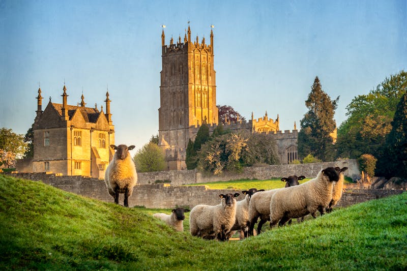 Cotswolds Schafe bei Gloucestershire - ©©David - stock.adobe.com