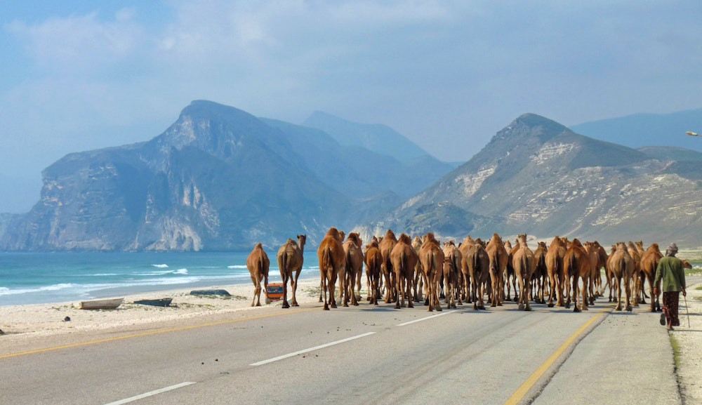 Kamele an der Westküste von Salalah – © Eberhardt TRAVEL - Frank Nimschowski