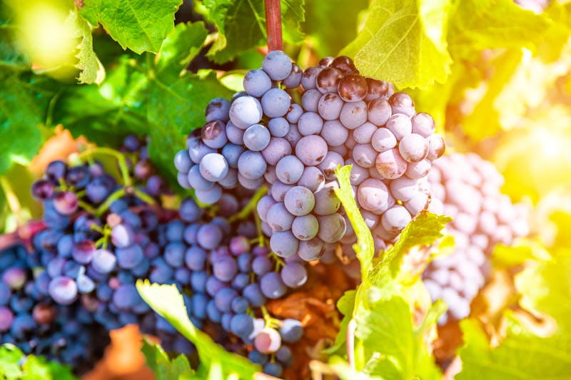 Weintrauben in La Rioja - ©©Anton Petrus - stock.adobe.com