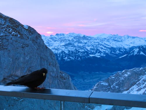Auf dem Pilatus - Morgenstimmung &ndash; &copy; Annette Weise