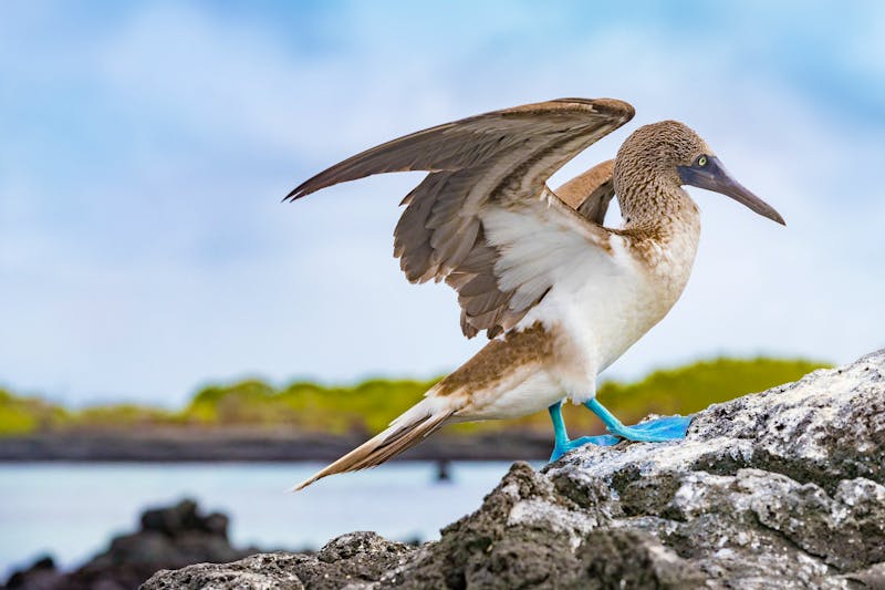 Galapagos Blaufußtölpel, Ecuador - ©Maridav - stock.adobe.com